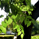 Koszorúkkal emlékeztek