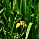 Karanténséta a Gerje parton