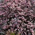 Két új magnóliafát ültettek