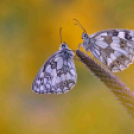 MAFOSZ kiállítás képei