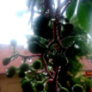 Telefonfotók - Ceglédi hangulatok