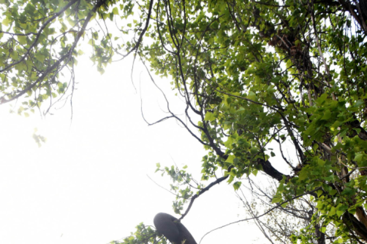 Elefántok érkeztek a Vörösmarty térre