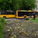 Ments meg egy árvácskát!