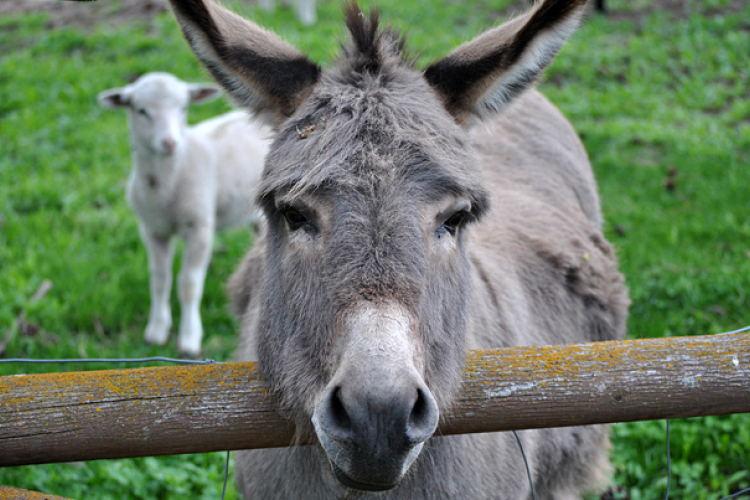 Rendőrségi ügy lett a háziállat cseréből