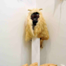 Mohácsi hagyomány Cegléden