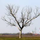 Belvízkárok Cegléden