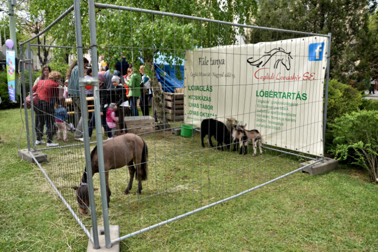 Pest megyei Rendőr- és Tűzoltónap