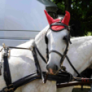 Laska fesztivál - szombat délelőtt