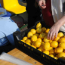 II. Romhányi Zoltán emlékfutás