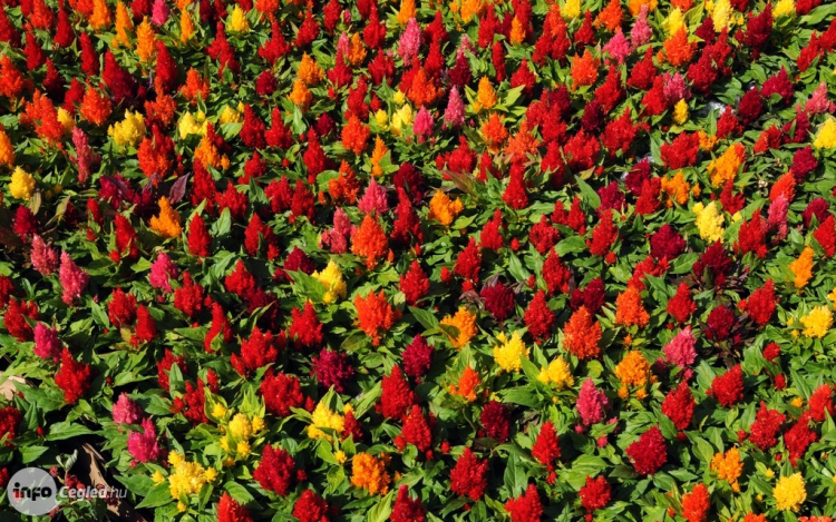 Szebb, virágosabb Ceglédért 2013