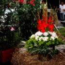 Augusztus 20. - az ország tortája Cegléden