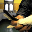 Ceglédi galamb mustra