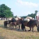 Bor és laskafesztivál - II