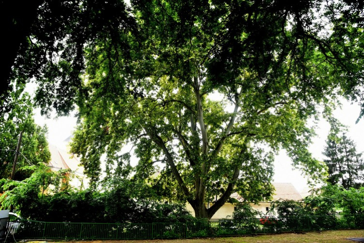 Ünnepélyesen felavatták a Losontzi EGYMI autista ellátást végző új telephelyét