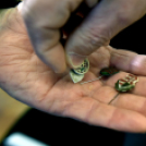 Turini Százas Küldöttség Múzeumbaráti Kör ünnepi közgyűlése