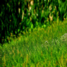 Karanténséta a Gerje parton