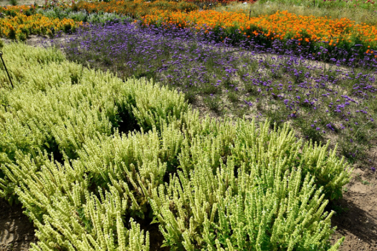 Kováts Zoltán Emlékülés Csemőben