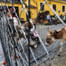 Régi idők piactere - VÁROSNAPOK