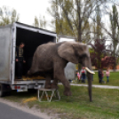 Elefántok érkeztek a Vörösmarty térre