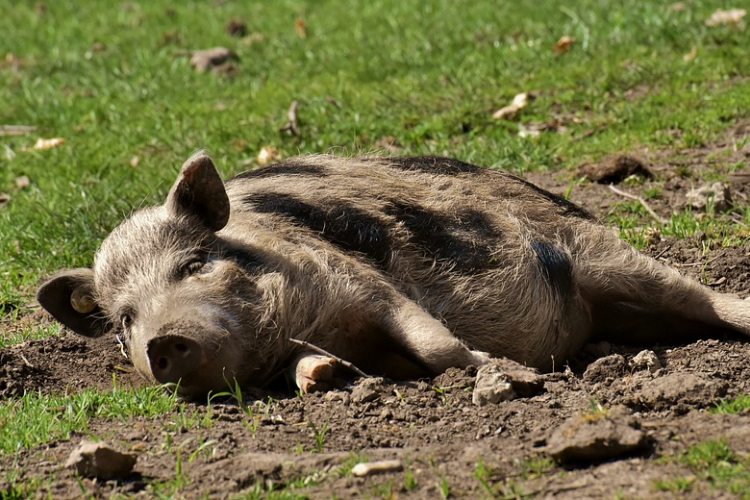 Itt az újabb kihívás, Szlovákiában megjelent az afrikai sertéspestis