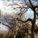 Megmetszették az ostorfákat