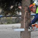 Felállították a város karácsonyfáját