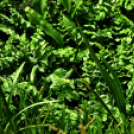 Karanténséta a Gerje parton