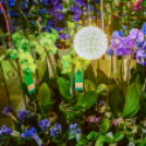 Orchideák éjszakája az Oázis kertészetben