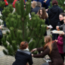 Karácsonyfa díszítő verseny