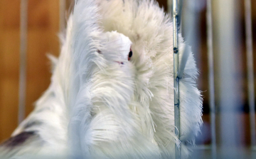 A legszebb rövidcsőrűek