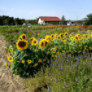 Kováts Zoltán Emlékülés Csemőben
