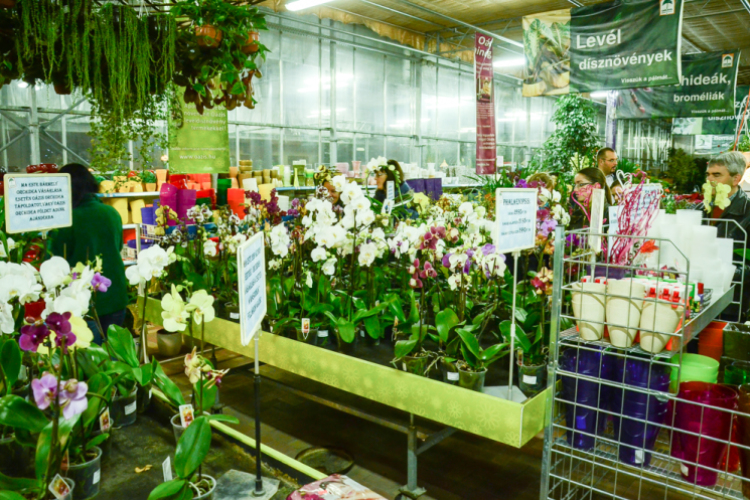 Orchideák éjszakája az Oázis kertészetben