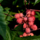 Együttműködésbe kezdett a csemői Marosi Faiskola és a Nemzeti Agrárkutatási és Innovációs Központ