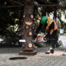 Megérkezett a város karácsonyfája