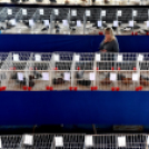 Galambkiállítás Cegléden