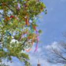 A város májusfája II.