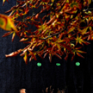 Ünnepeltek a vadászok