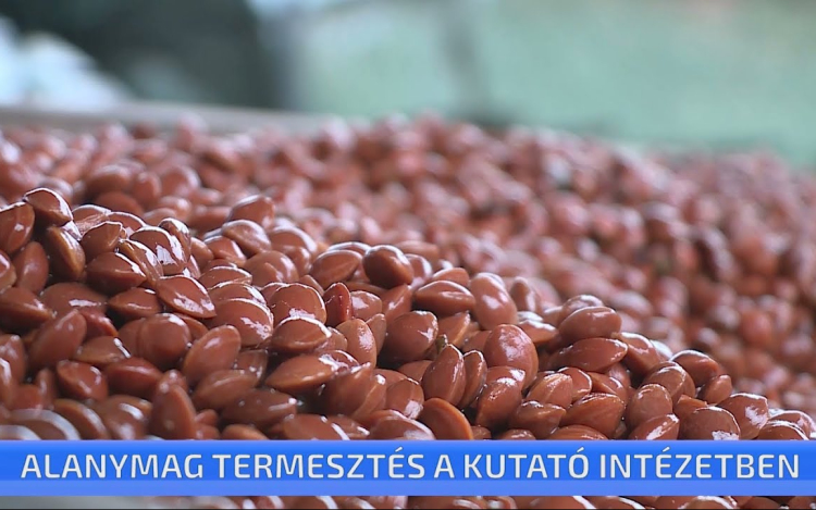 Alanymag termesztés a Ceglédi Gyümölcskutató Intézetben