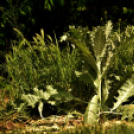 Karanténséta a Gerje parton