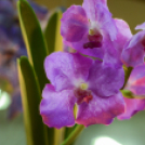 Orchideák éjszakája az Oázis kertészetben