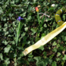 Koszorúzás a köztemetőben - Március 15.