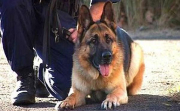 Nyomkövető kutya derítette fel a rablókat