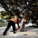 Megérkezett a város karácsonyfája