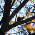 Ceglédi mókuscsalád