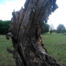 Telefonfotók - Ceglédi hangulatok