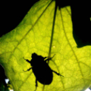 Telefonfotók - Ceglédi hangulatok