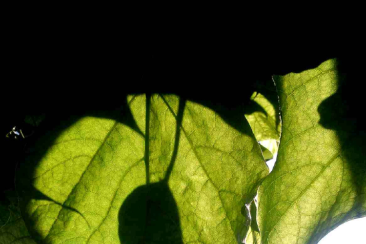 Telefonfotók - Ceglédi hangulatok