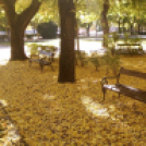 Halló Cegléd! - telefonfotók