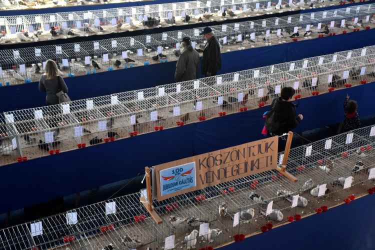 Galambkiállítás Cegléden