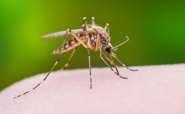 Szúnyoggyérítés - lakossági tájékoztató, Cegléd